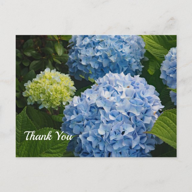 Cartão Postal Floral Blue Hydrangea Foto Muito Obrigado (Frente)