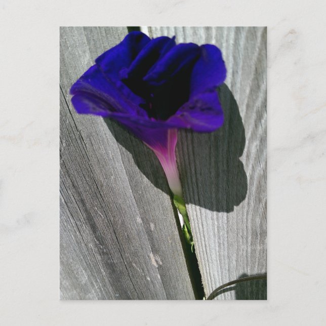 Cartão postal floral bonito (Frente)