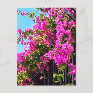 Cartão Postal Floral Bougainvillea Cascade