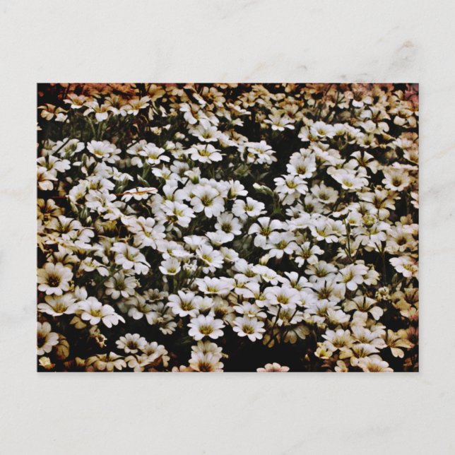 Cartão Postal Floral de Dasies Avançadas (Frente)