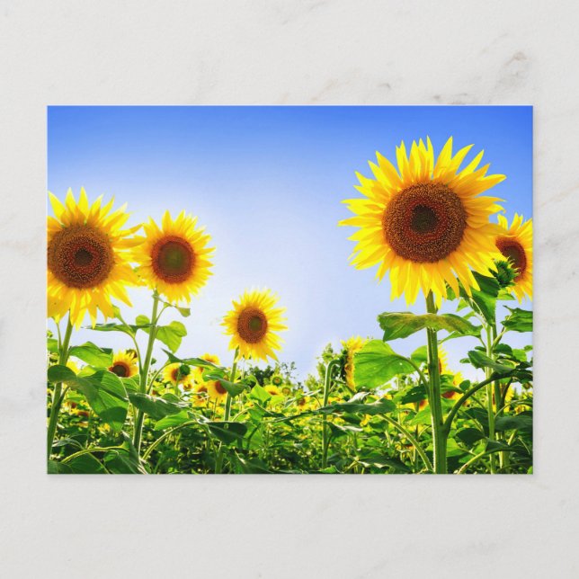 Cartão Postal Floral Girassol Amarelo Flor Azul (Frente)