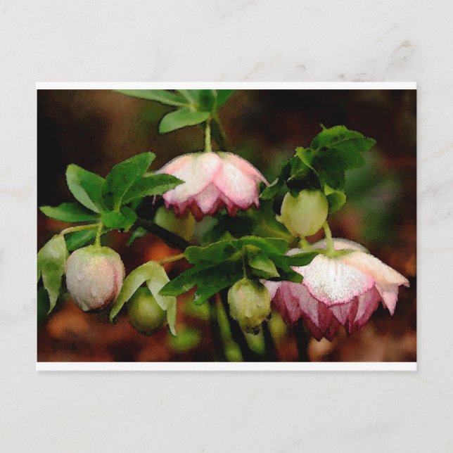 Cartão Postal Floral - Hellebores Rosa (Frente)