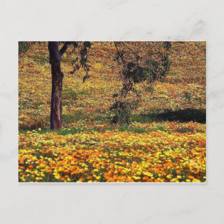 Cartão Postal Floral Meadow