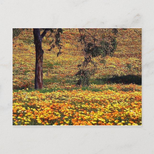 Cartão Postal Floral Meadow (Frente)