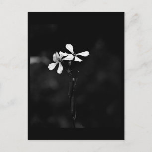 Cartão Postal floral preto e branco mínimo