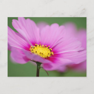 Cartão Postal Floral Rosa