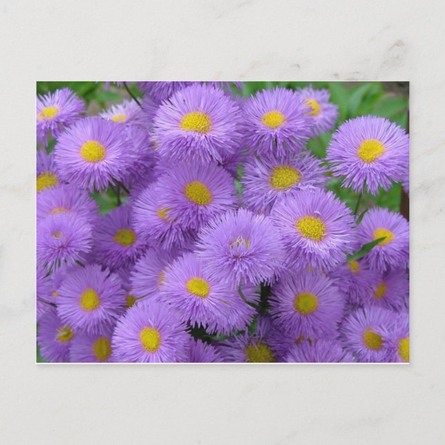 Cartão Postal Floral Roxa (Frente)