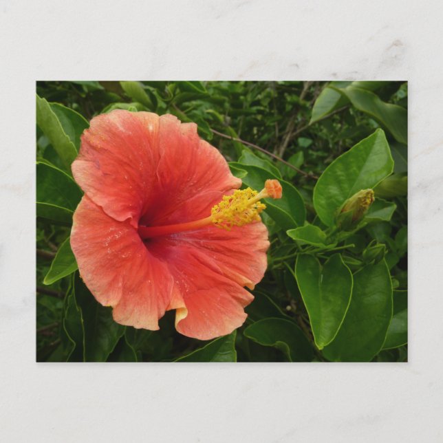 Cartão Postal Floral Tropical de Laranja Hibiscus (Frente)