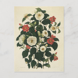 Cartão Postal Floral Vintage, Flores de Rosas de Jardim Antigas