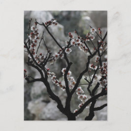 Cartão Postal Flores