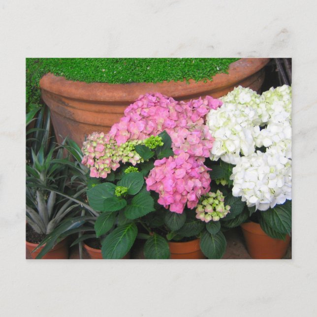 Cartão Postal flores (Frente)