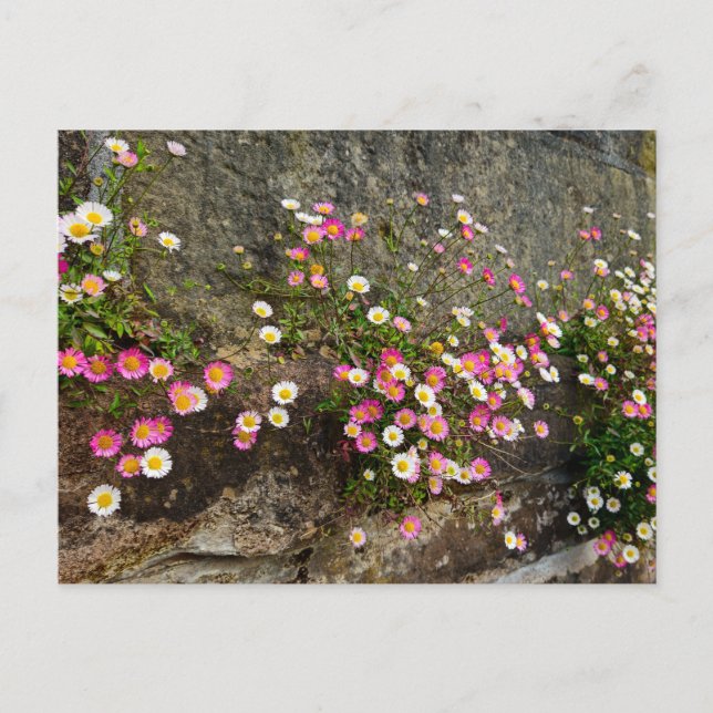 Cartão Postal Flores  (Frente)