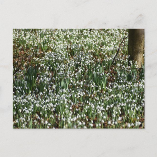 Cartão Postal Flores (Frente)