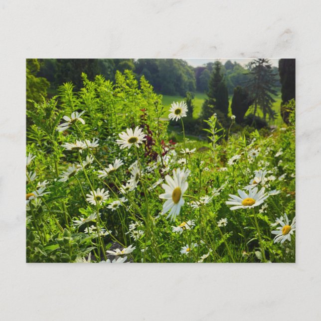 Cartão Postal Flores (Frente)