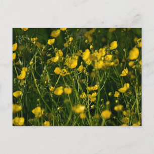 Cartão Postal Flores