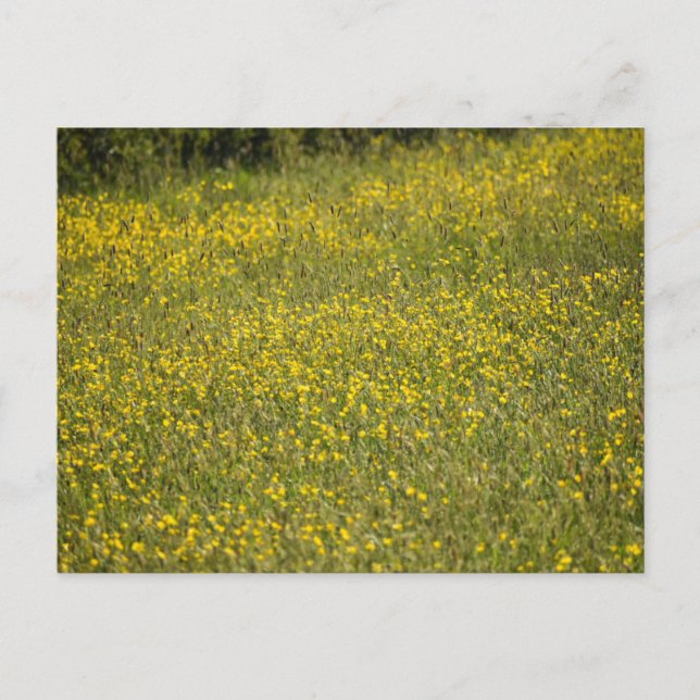 Cartão Postal Flores (Frente)