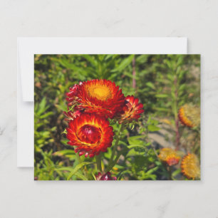 Cartão Postal Flores
