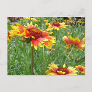Cartão Postal Flores