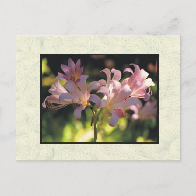 Cartão Postal flores (Frente)