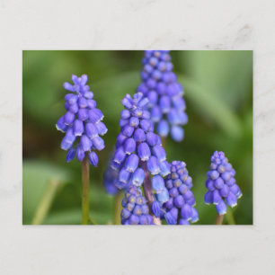 Cartão Postal Flores