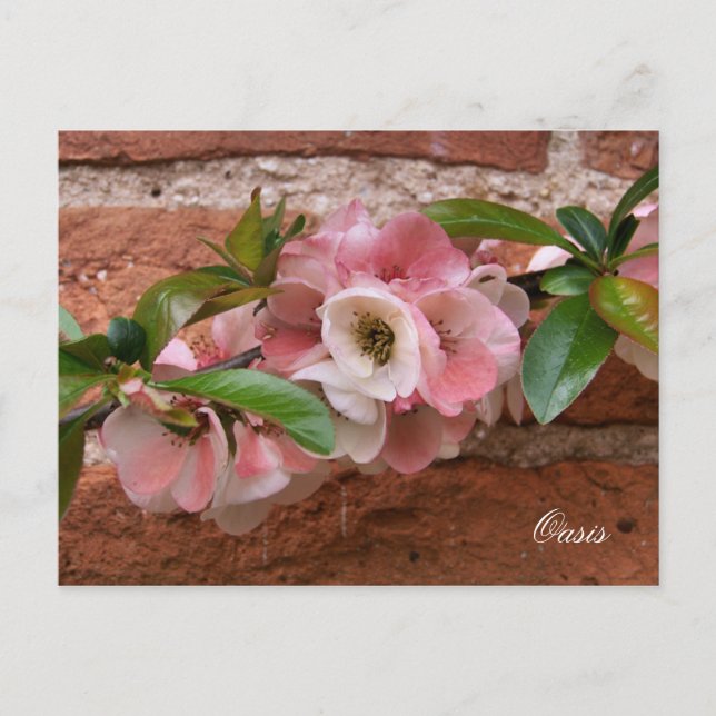 CARTÃO POSTAL FLORES (Frente)