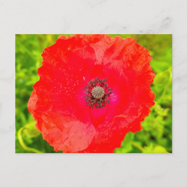 Cartão Postal Flores (Frente)