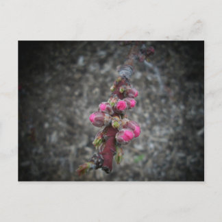 Cartão Postal flores