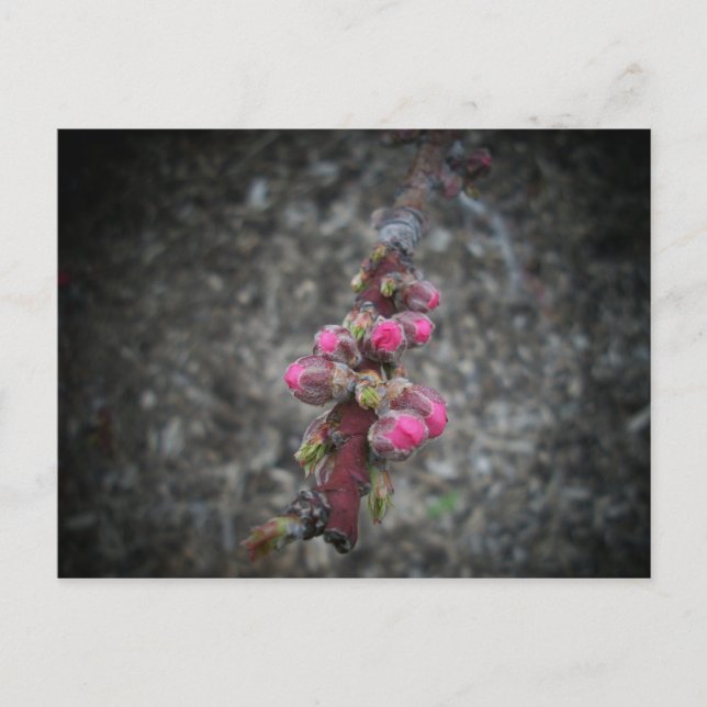 Cartão Postal flores (Frente)
