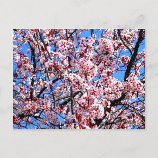 Cartão Postal Flores