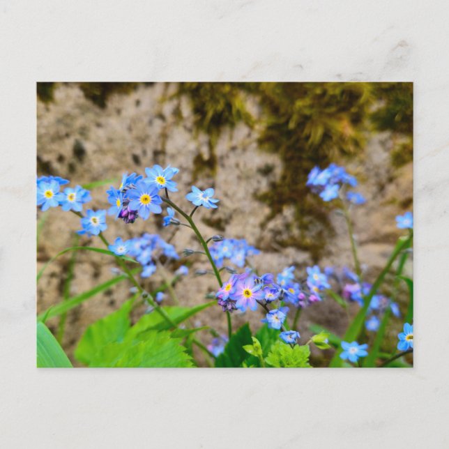 Cartão Postal Flores (Frente)