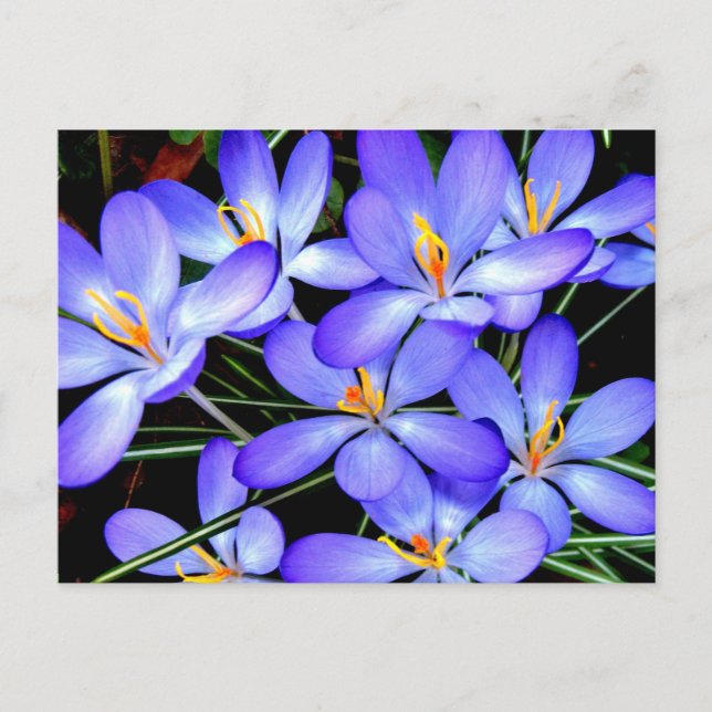 Cartão Postal Flores (Frente)