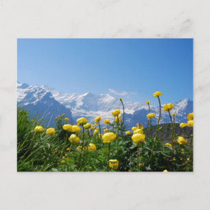 Cartão Postal Flores Alpes suíços Eiger Monch