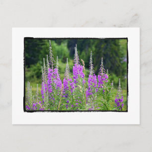 Cartão Postal Flores Alpinas Meadow Sage La Berneuse Leysin