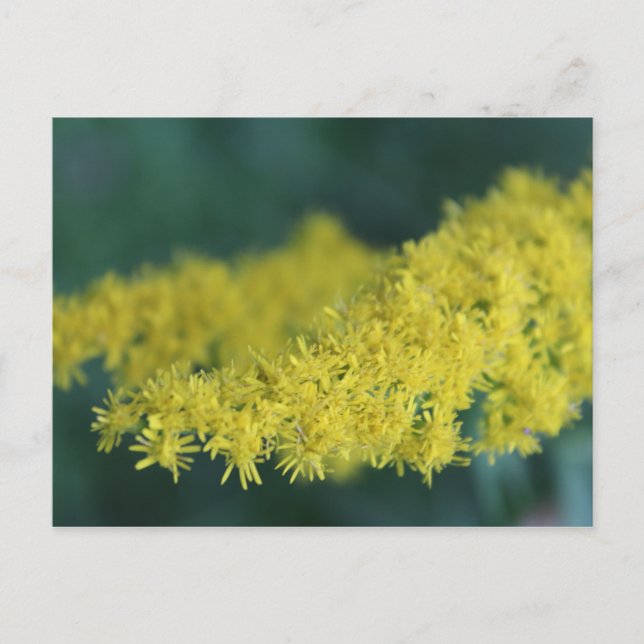 Cartão Postal Flores Amarelas #13 (Frente)
