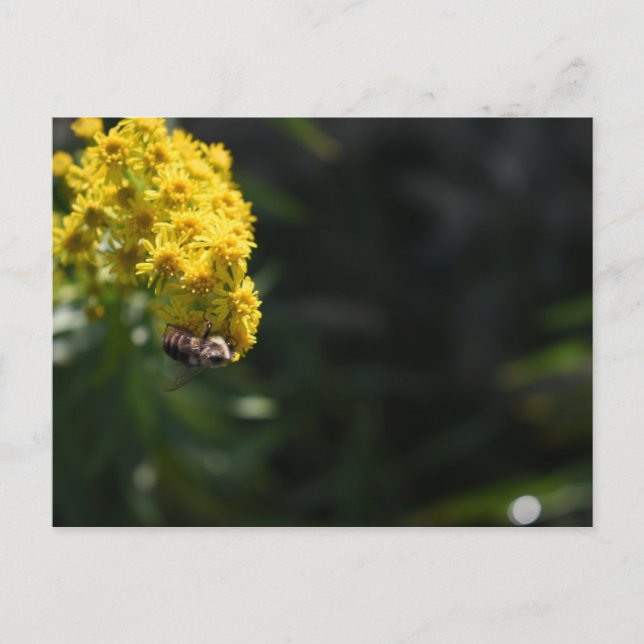 Cartão Postal Flores Amarelas Abelha Bumblebee Fotografia da Nat (Frente)