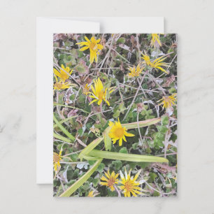 Cartão Postal Flores Amarelas Brilhantes em Prados Naturais
