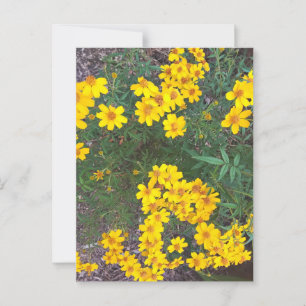 Cartão Postal Flores Amarelas Brilhantes no Jardim Natural