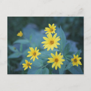 Cartão Postal Flores Amarelas de Choque Solar no Poster de Fundo