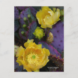 Cartão Postal Flores amarelas de pera púrpura da opuntia cacto