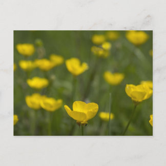 Cartão Postal Flores amarelas do botão de ouro
