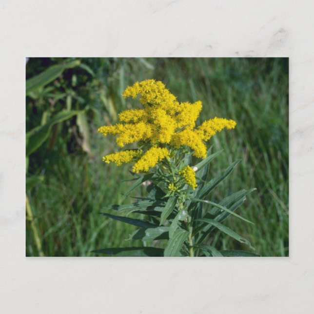 Cartão Postal Flores amarelas Goldenrod (Solidago Sp.) (Frente)