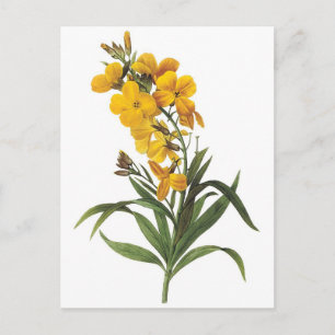 Cartão Postal Flores amarelas,Pierre Joseph Redouté
