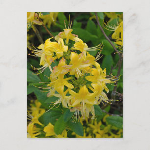 Cartão Postal Flores Amarelas Rhododendron Azalea