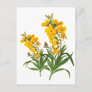 Cartão Postal Flores amarelas vintage ilustração botânica