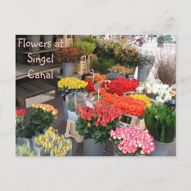 Cartão Postal Flores Amesterdã (Frente)