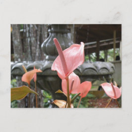 Cartão Postal Flores Anturio