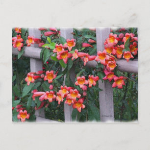 Cartão Postal Flores ao Longo da Cerca