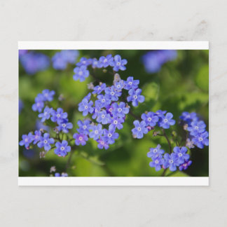 Cartão Postal Flores Azuis Brilham Destino Parque de Amor pela P