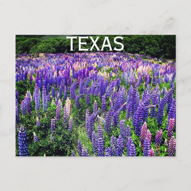 Cartão Postal Flores Azuis do Texas Texan Floral (Frente)