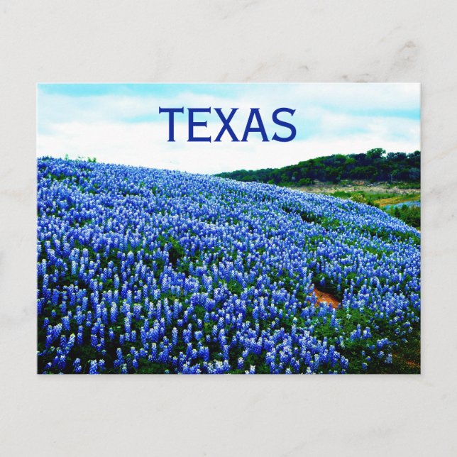Cartão Postal Flores Azuis do Texas Texan Floral (Frente)
